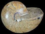 Polished Nautilus Fossil - Madagascar #67908-1